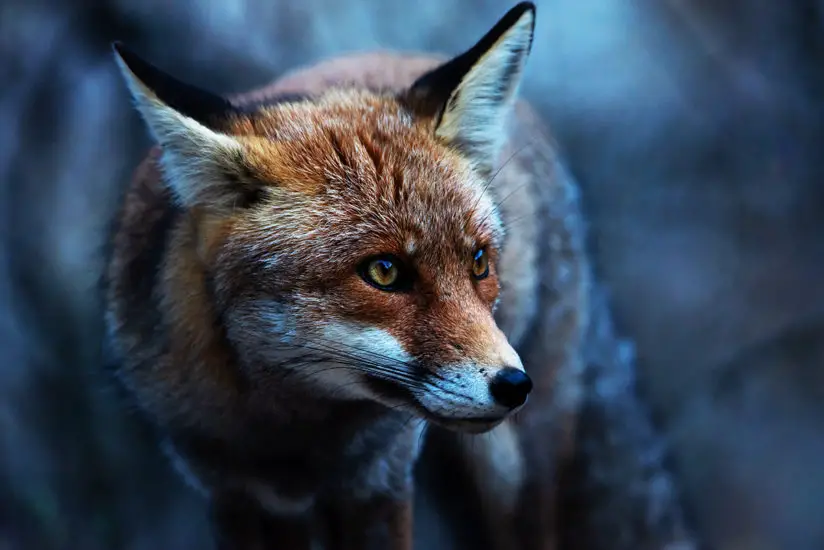 Spiritual Meaning Of Seeing A Red Fox At Night