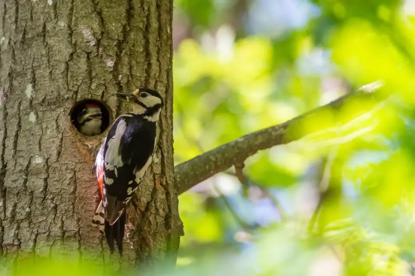 is the woodpecker a symbol of death
