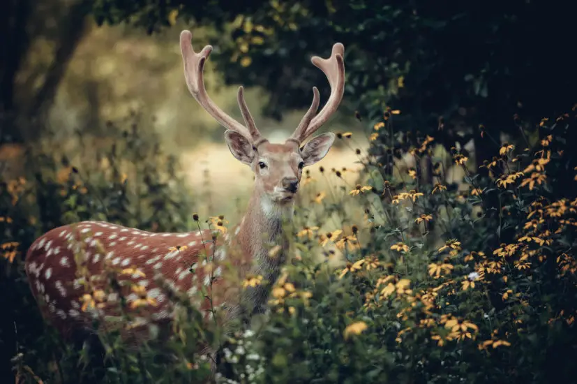 What Does Seeing A Deer Symbolize