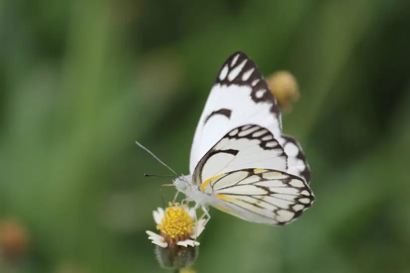 What Do White Butterflies Mean Spiritually