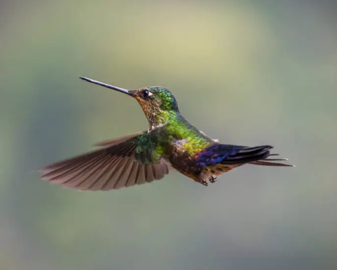 What is The Meaning of a Hummingbird Flying in Front of You