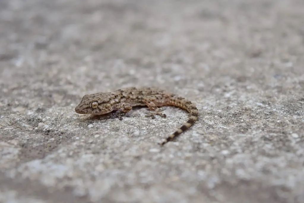 spiritual meaning of a gecko