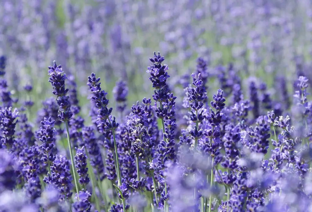 Spiritual meaning of smelling lavender