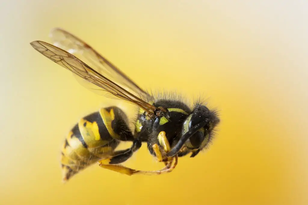 The Spiritual Meaning of Bumblebee